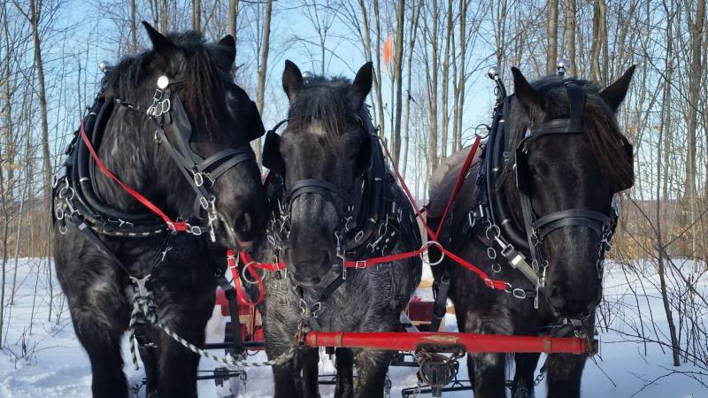 Fantail Farm Sleigh Ride Horses