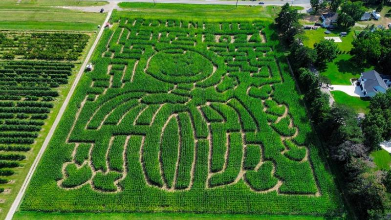 Robinette's Corn Maize