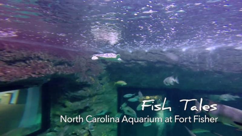 Go With the Flow....NC Aquarium at Fort Fisher
