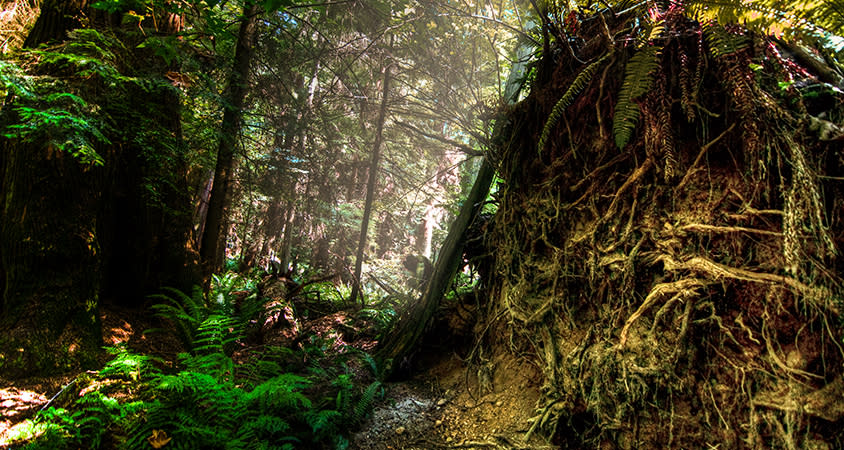 Stanley Park Forest