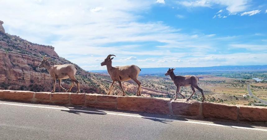 Three Desert Bighorn Sheep Walking Along Rim Rock Drive
