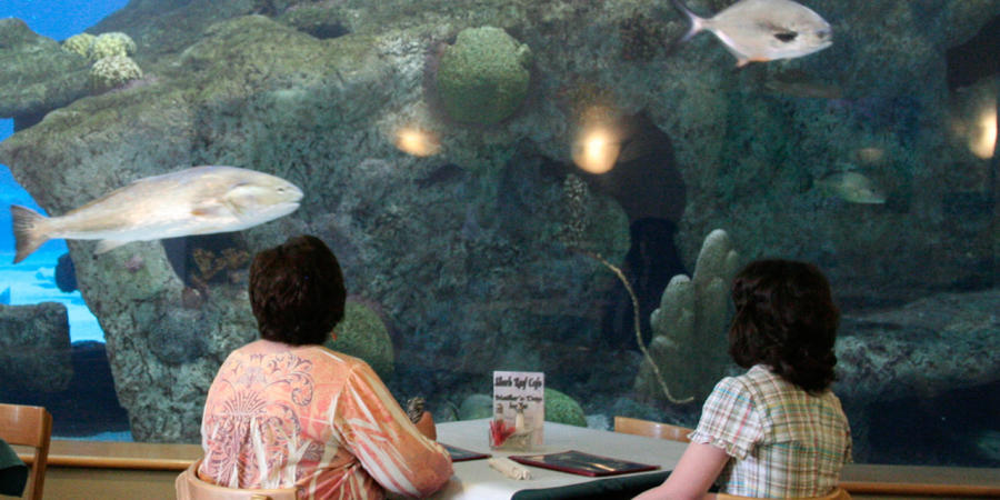 Two people sit at a table at the Shark Reef Cafe and watch the fish.