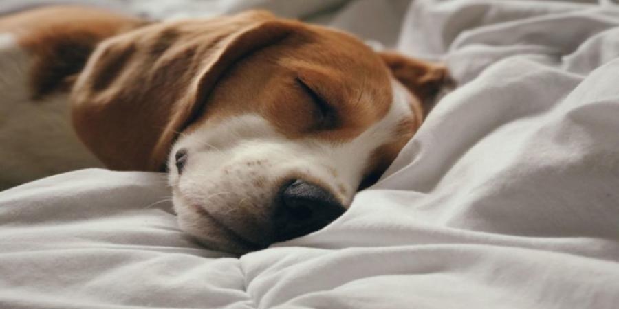 image of a dog sleeping on sheets