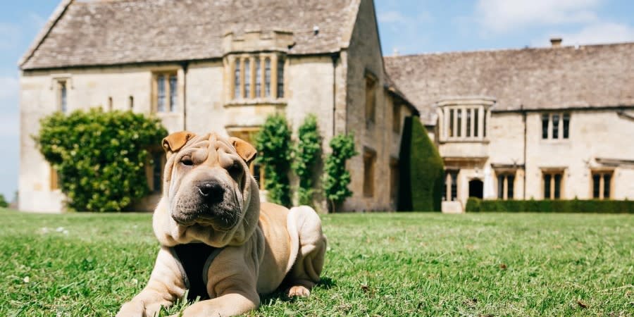 Dog lying on the lawn outside Ellenborough Park