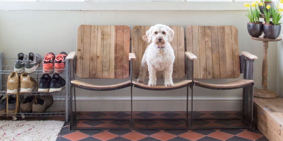 Dog sitting on a bench at Forthay Bed and Breakfast