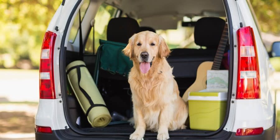 Dog sitting in a car at Hardwick Parks