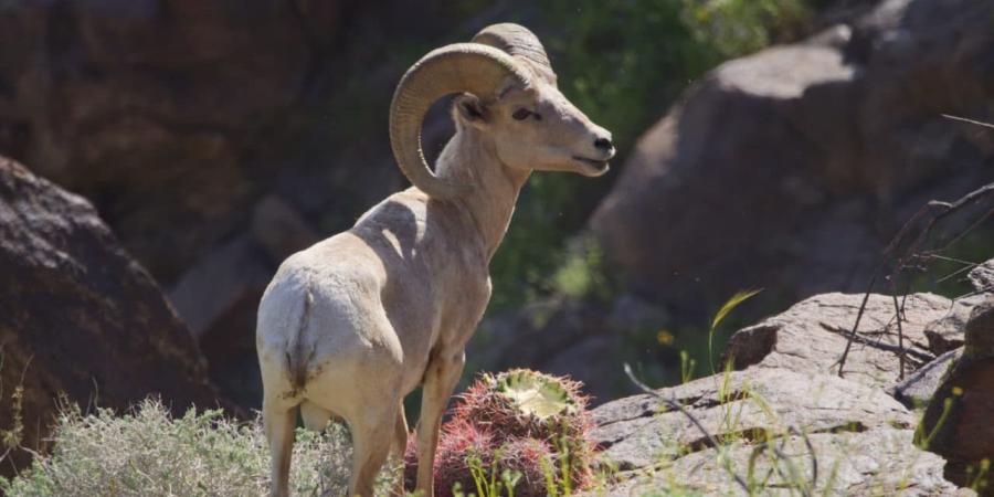 south lykken trail bighorn-sheep-credit-Rob-Bignell
