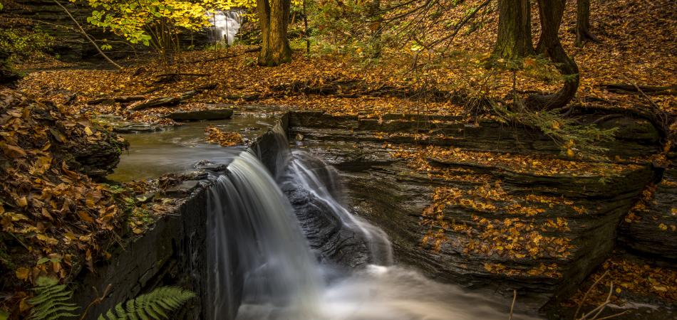 Ithaca Lick Brook Sweedler Preserve New York