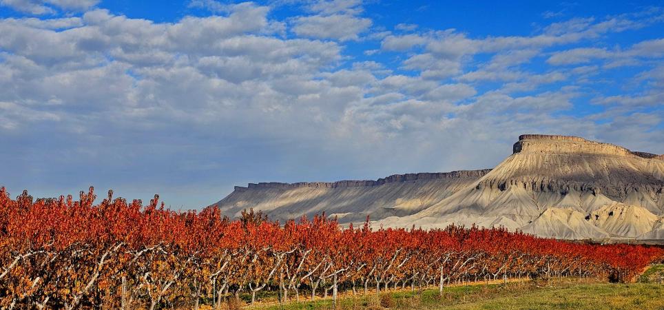 Orchard in the Fall