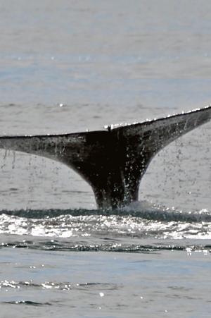 New Tours Exhibits And Attractions In Anchorage Alaska For 2019