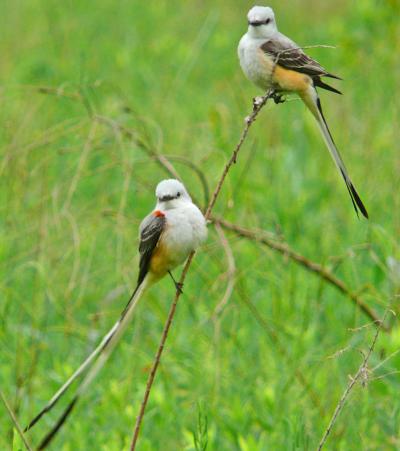 Scissor-tailed flycatchers on twigs