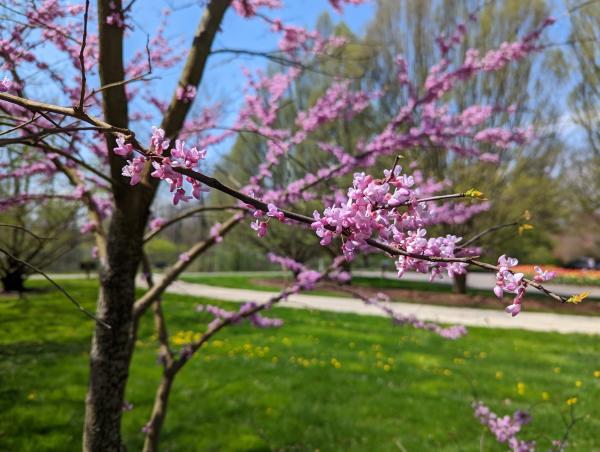 Blooms at Inniswood Metro Gardens