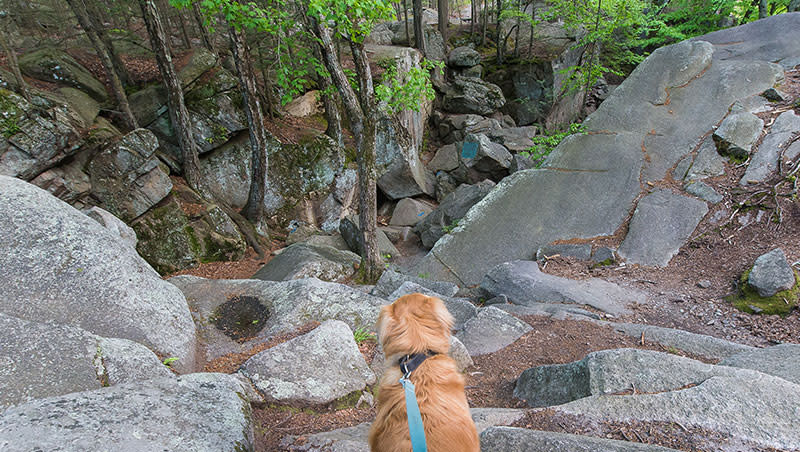 puragatory-chasm-dog