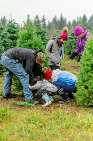 Family cutting Tree