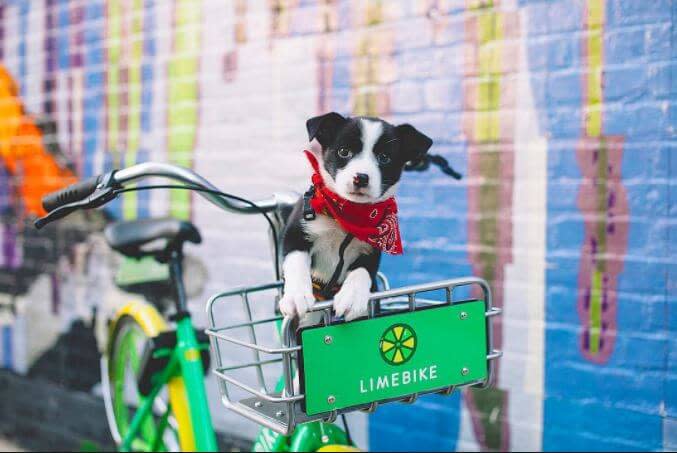 Dog in the basket of a Lime Bike rental