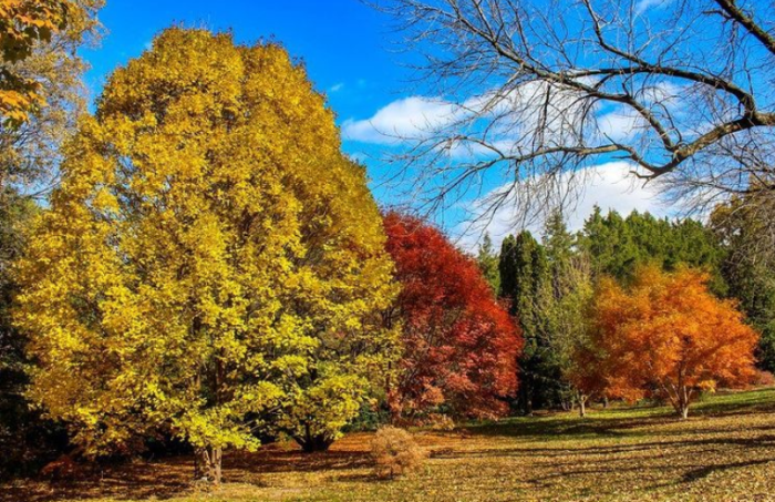 Klehm Arboretum fall