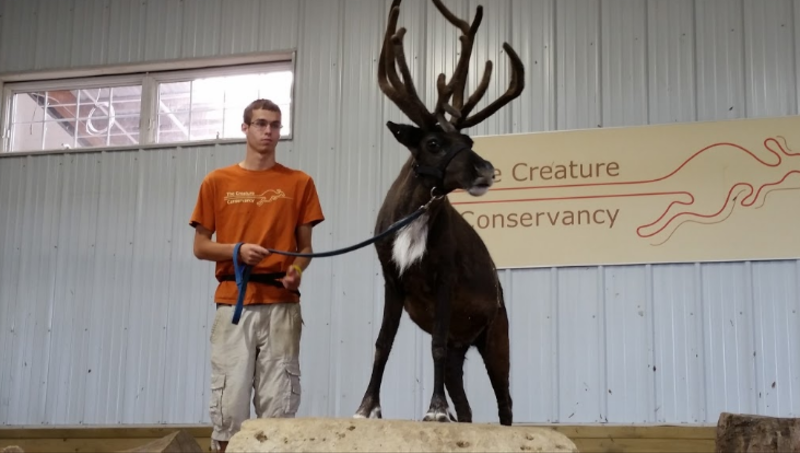 Elk at Creature Conservancy