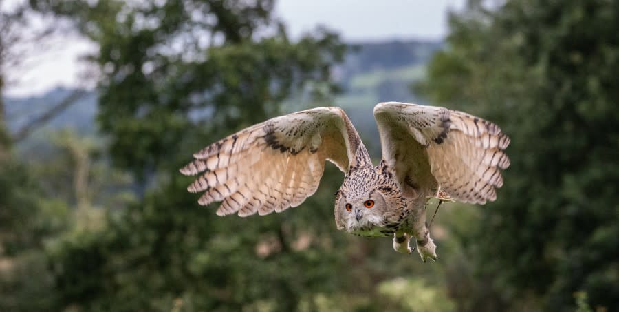Cotswold Falconry Centre