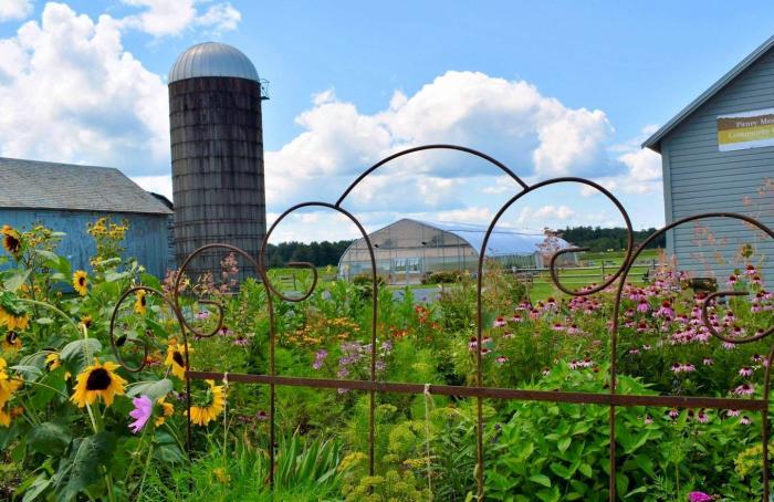 Silo and buildings behind sunflowers at Pitney