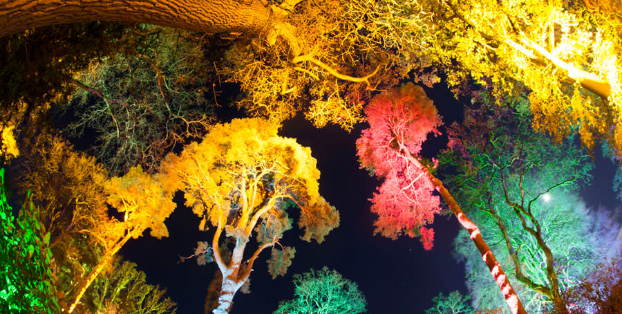 Enchanted Christmas at Westonbirt (photo Paul Box)