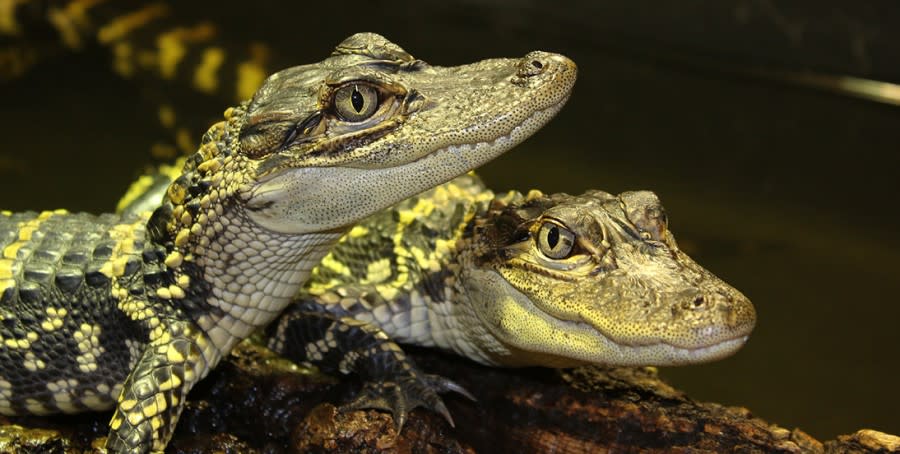 Crocodiles of the World