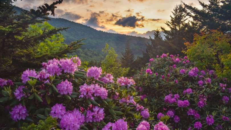Top Seven Places To View Wildflowers Asheville N C