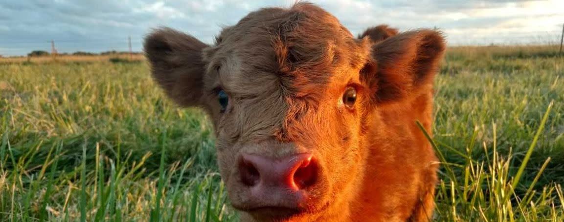 Baby Cow