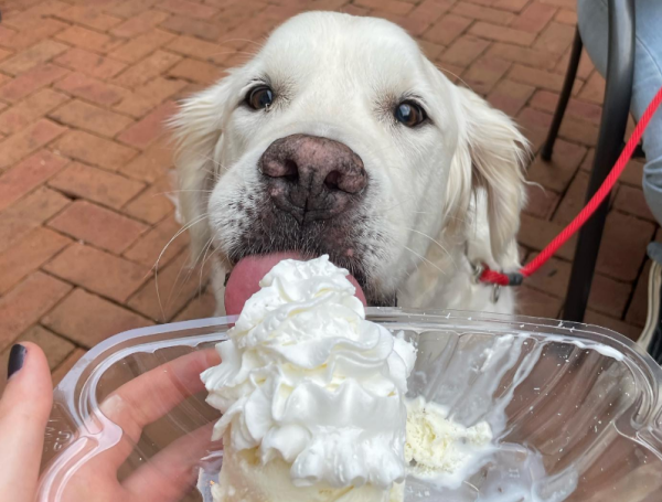 Johnson's Pup Cup - Therapy Dog Norman