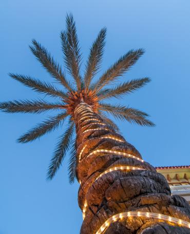 Christmas Palm Tree