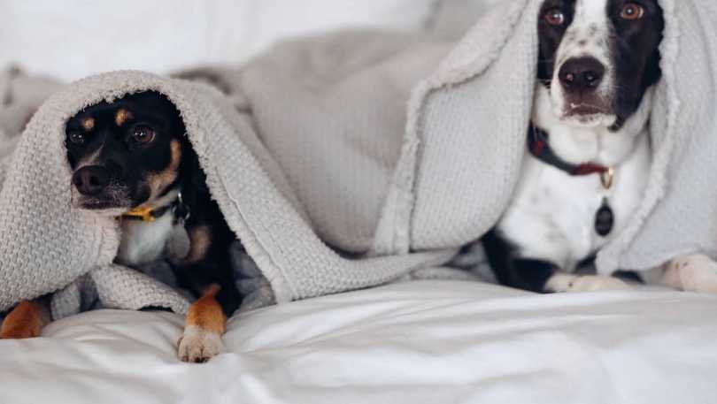 Morning Pup Crawl at Brenton Hotel