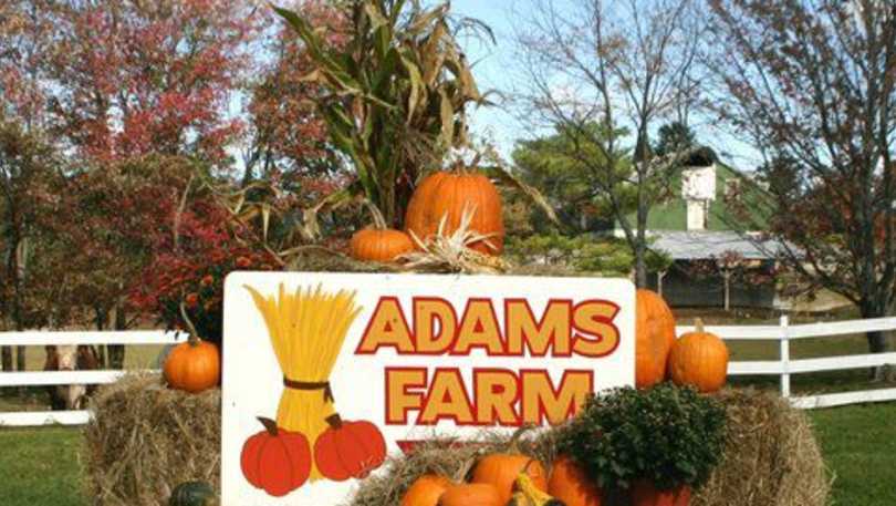 adams farm