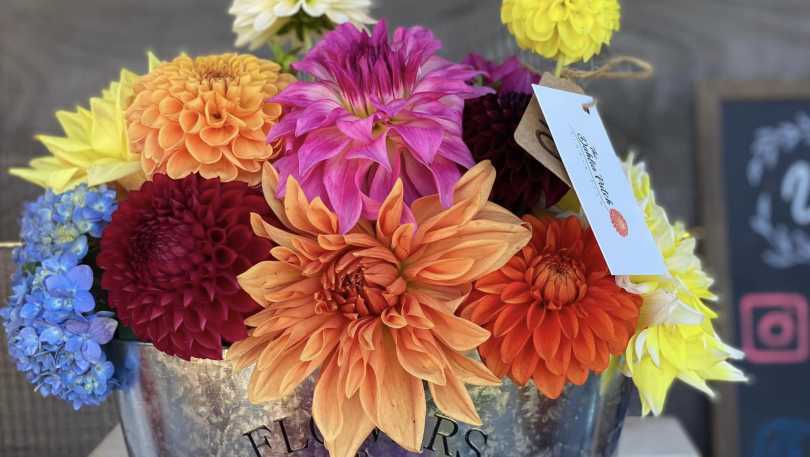 dahlia patch