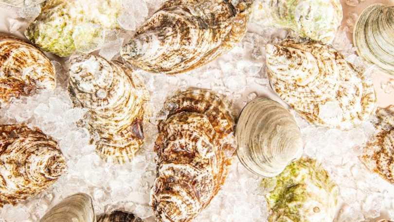 oysters