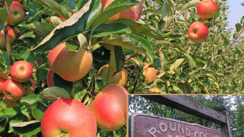 Round Top Orchard