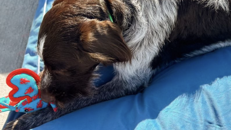 Very Important Pups at Newport Harbor Island Resort