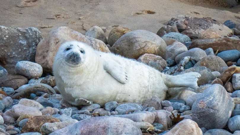 seal