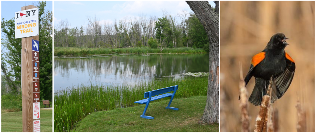 Sandy Bottom Park Birding