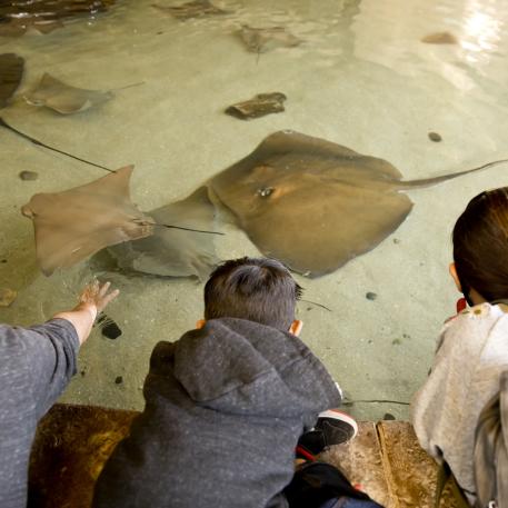 Stingray Bay at Fresno Chaffee Zoo