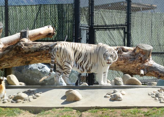 Monterey Zoo Tiger