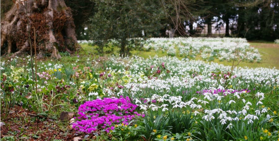 Snowdrops at Colesbourne Park