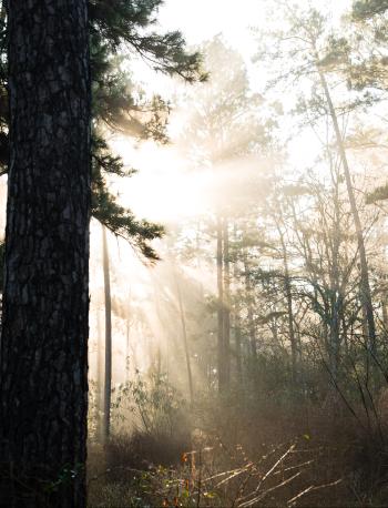 A tall pine tree fills a third of the frame (left) with sunlight streaming through the mist toward the viewer.