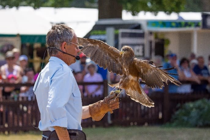 New Forest Show Blog - Bird show