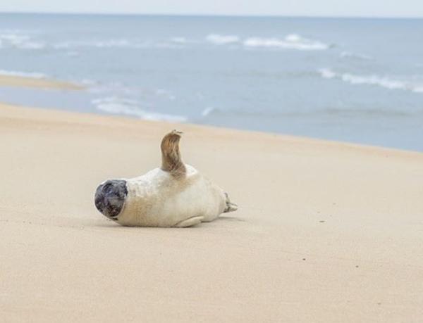 seals