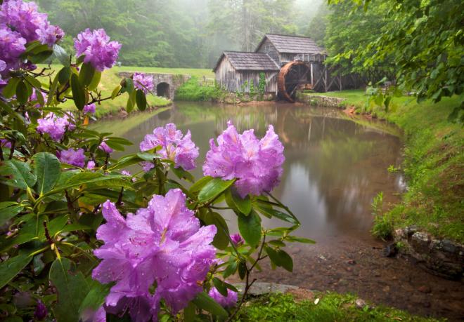 Mabry Mill Spring Flowers