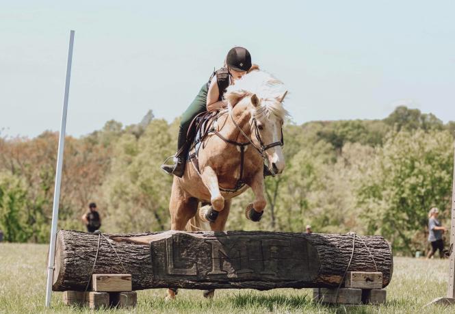 Horse jumping over an obstacle with rider,