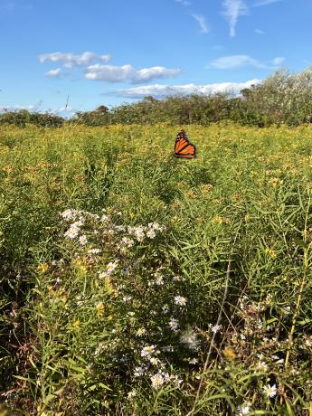 hodge butterfly in a field