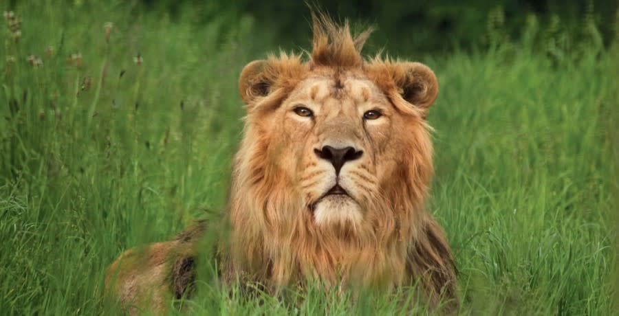 Cotswold Wildlife Park