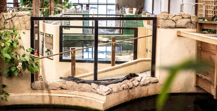 Crocodiles of the World