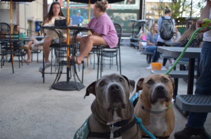 two dogs at Paloma Park