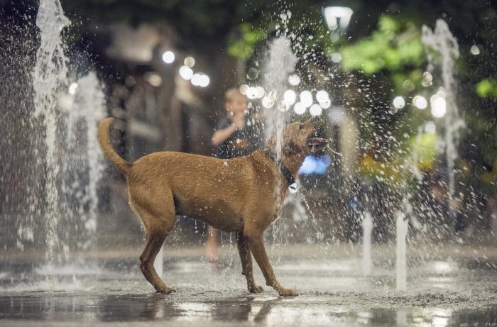 Summer Dog in Splash Pad